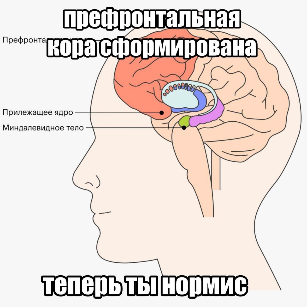 Префронтальная кора сформирована Схема мозга с надписью «Префронтальная кора сформирована. Теперь ты нормис».