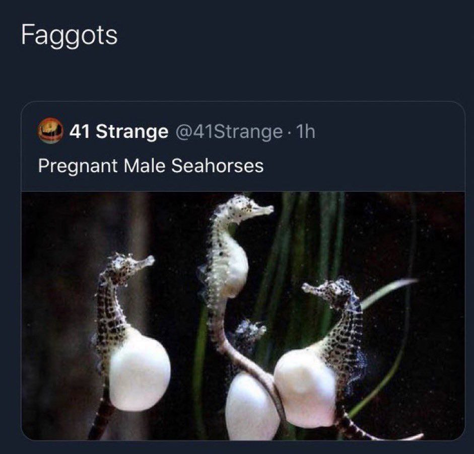 Pregnant Male Seahorses Морские коньки-самцы с вынашивающими яйцами животами и подписью на английском языке.
