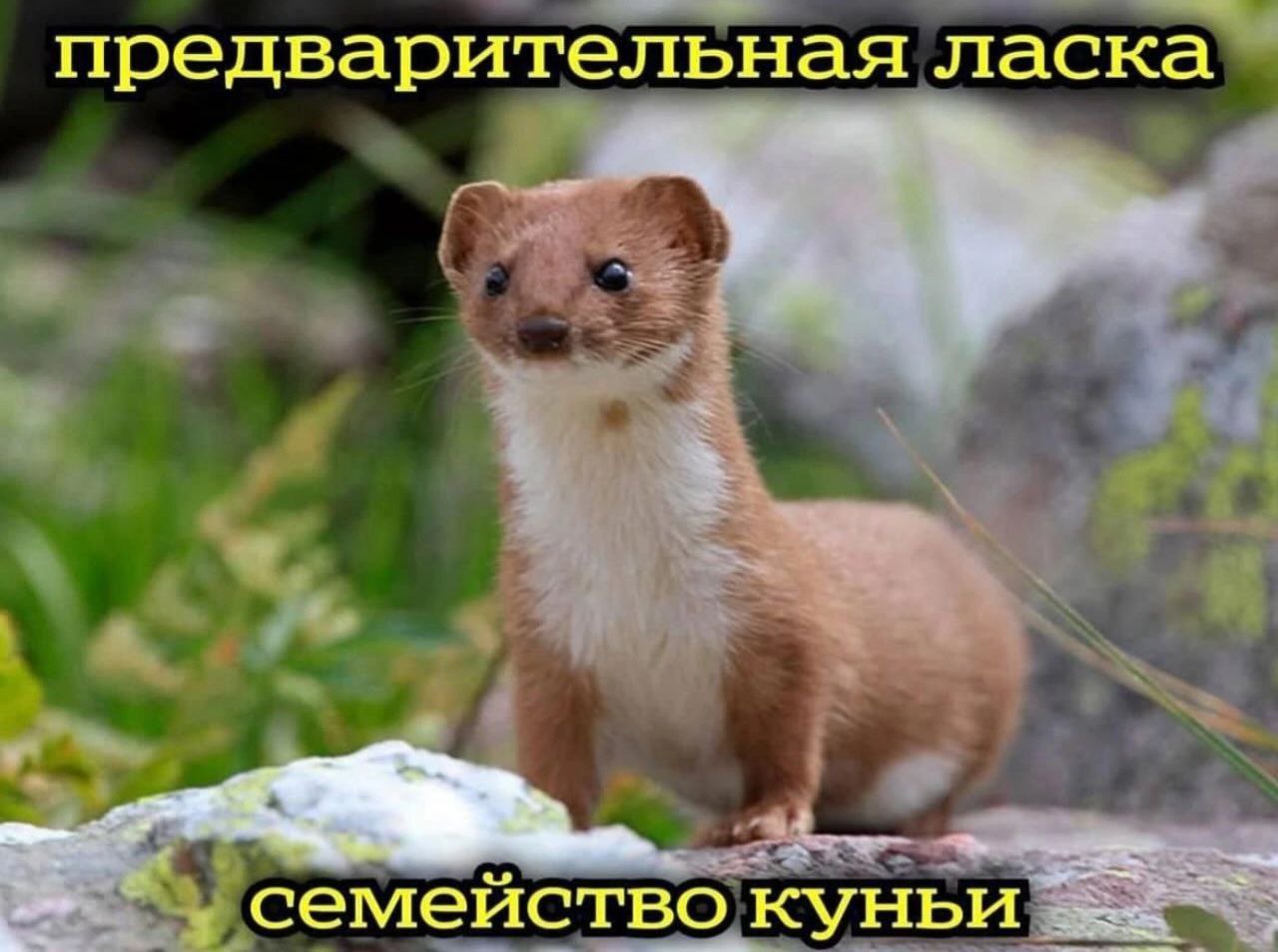 Предварительная ласка семейство куньи Ласка стоит на камне, а сверху и снизу от нее текст "Предварительная ласка" и "Семейство куньи"
