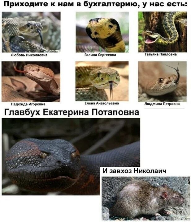 Шуточный коллаж с змеями и крысой, подписанными как сотрудники бухгалтерии: главбух, завхоз и другие.