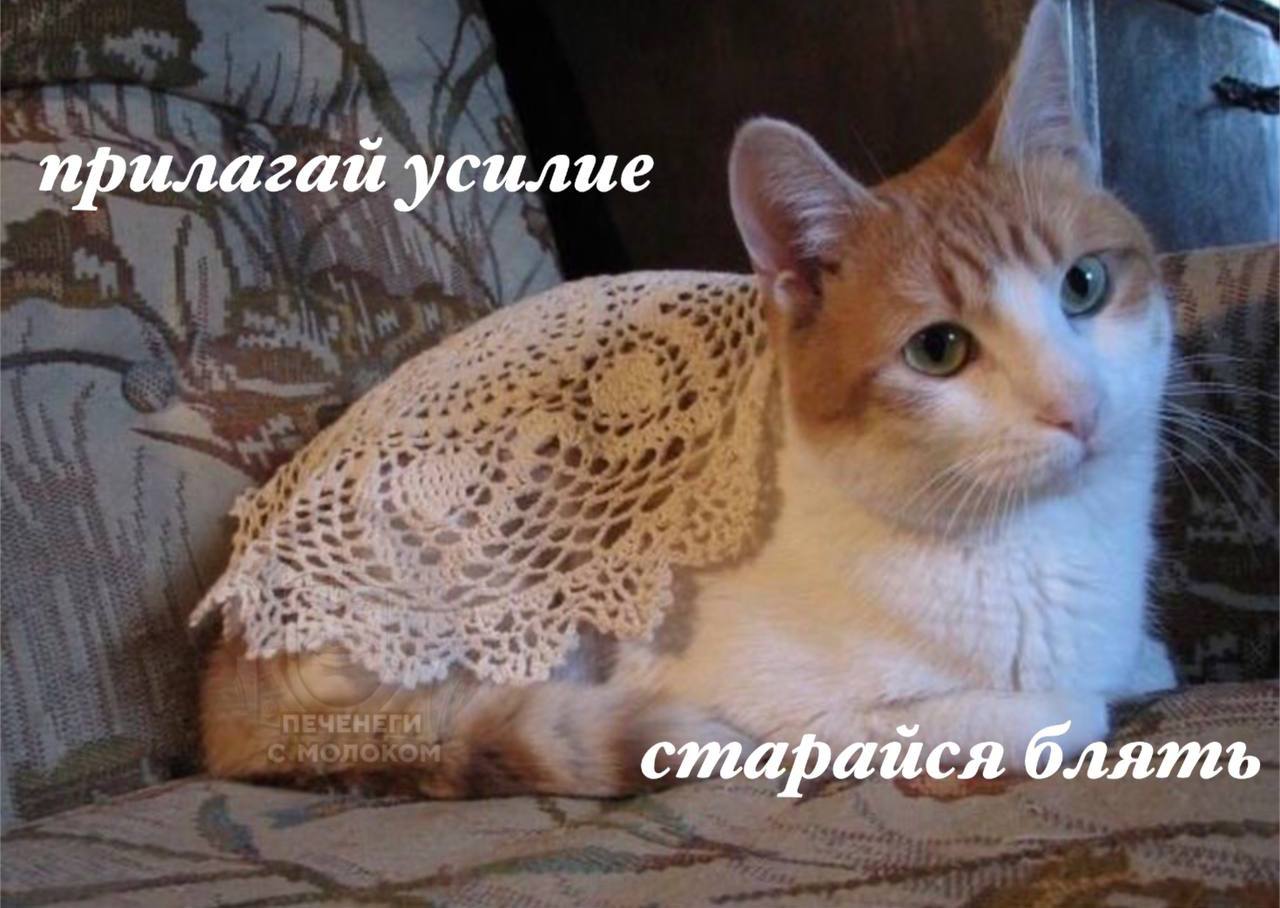 Прилагай усилие, старайся Мотивация от кота: прилагай усилие и старайся