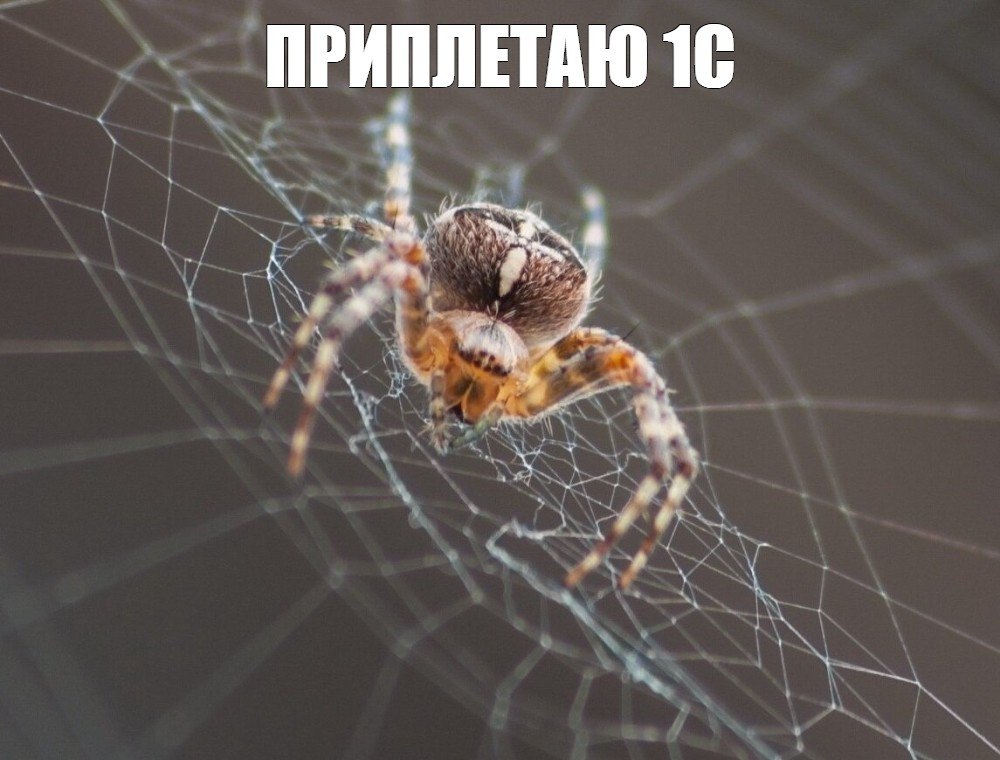 Приплетаю 1С Паук на паутине с надписью «Приплетаю 1С»