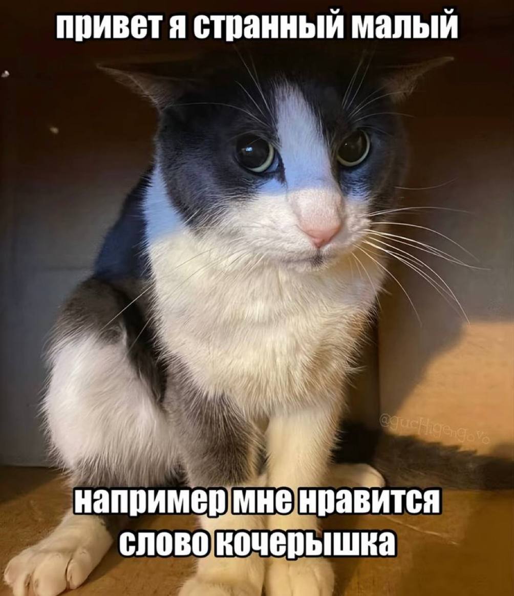 Растерянный чёрно-белый кот говорит, что он странный малый и любит, например, слово «кочерыжка».
