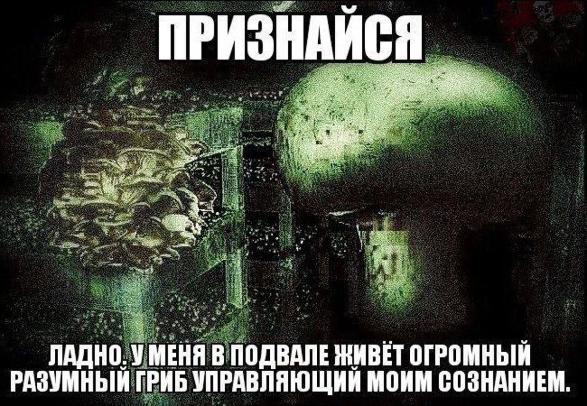 Признайся. Ладно, у меня в подвале живёт огромный разумный гриб управляющий моим сознанием Мем с фразой "Признайся. Ладно, у меня в подвале живёт огромный разумный гриб управляющий моим сознанием" на фоне изображения грибов в темном, зеленоватом свете
