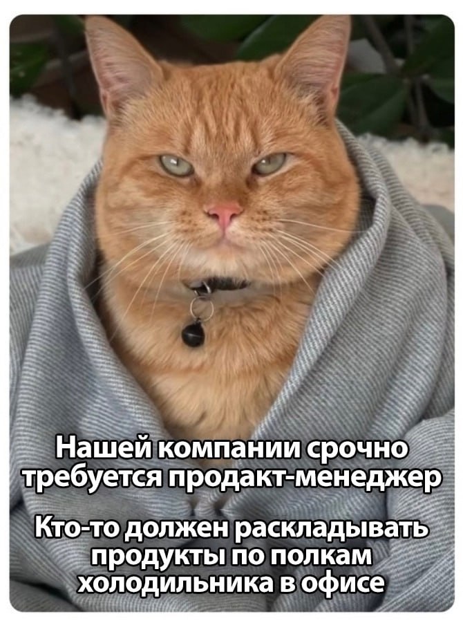 Нашей компании срочно требуется продакт-менеджер Мем с рыжим котом, закутанным в плед, ищущим "продукт-менеджера" для холодильника в офисе