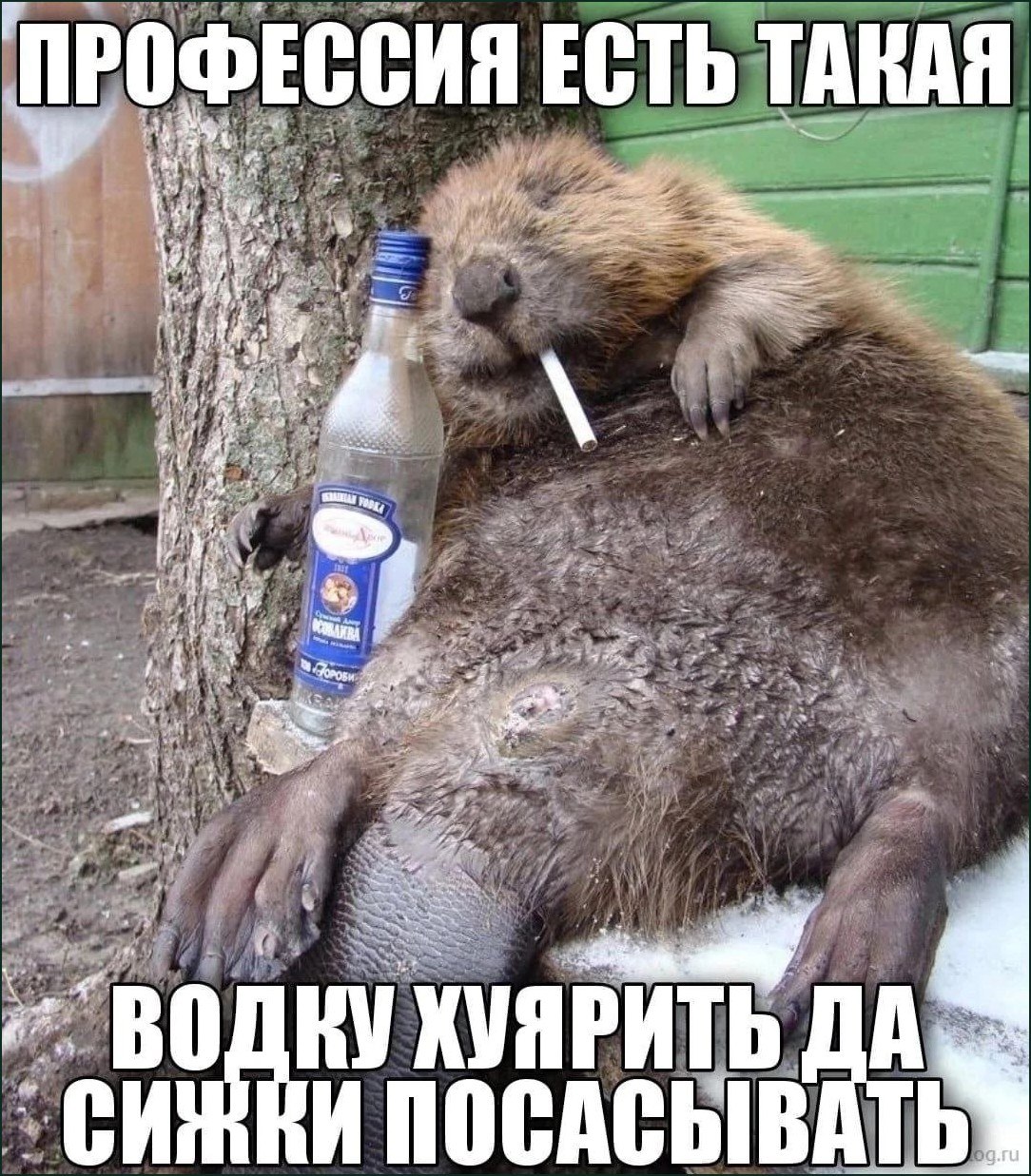Уставший бобр с бутылкой водки и сигаретой: «Профессия есть такая — водку хуярить да сижки посасывать».