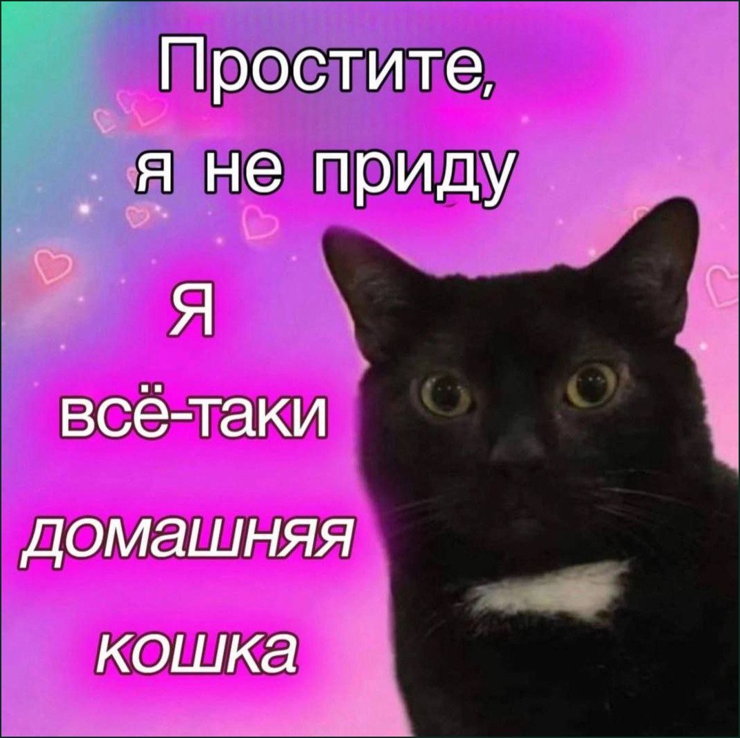 Чёрная кошка сообщает: «Простите, я не приду, я всё-таки домашняя кошка»