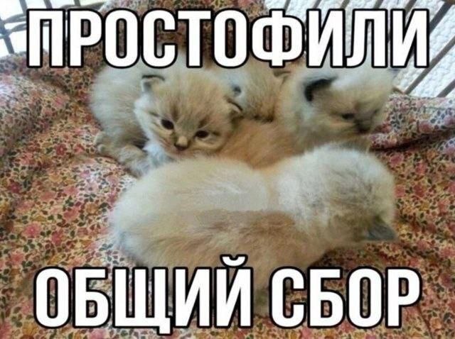 Несколько пушистых котят лежат вместе, а сверху и снизу на изображении написано «Простофили» и «Общий сбор».