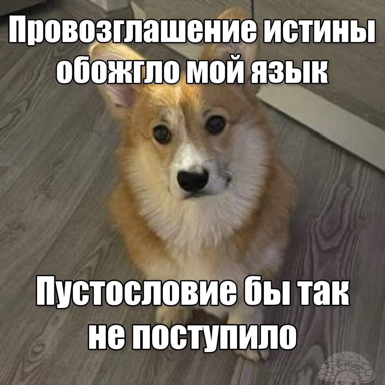 Провозглашение истины обожгло мой язык Собака корги сидит на полу, а над ней написан текст: "Провозглашение истины обожгло мой язык. Пустословие бы так не поступило"