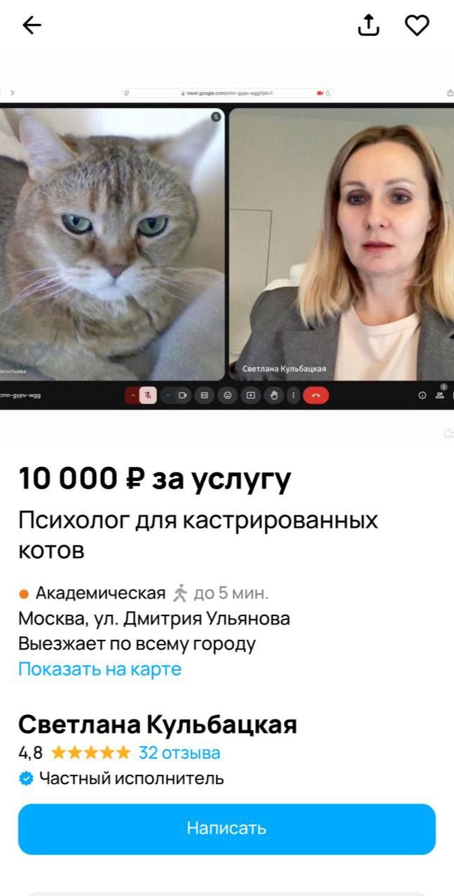 Психолог для кастрированных котов Мем с видеозвонком, где кот общается с психологом для кастрированных котов за 10 000 рублей
