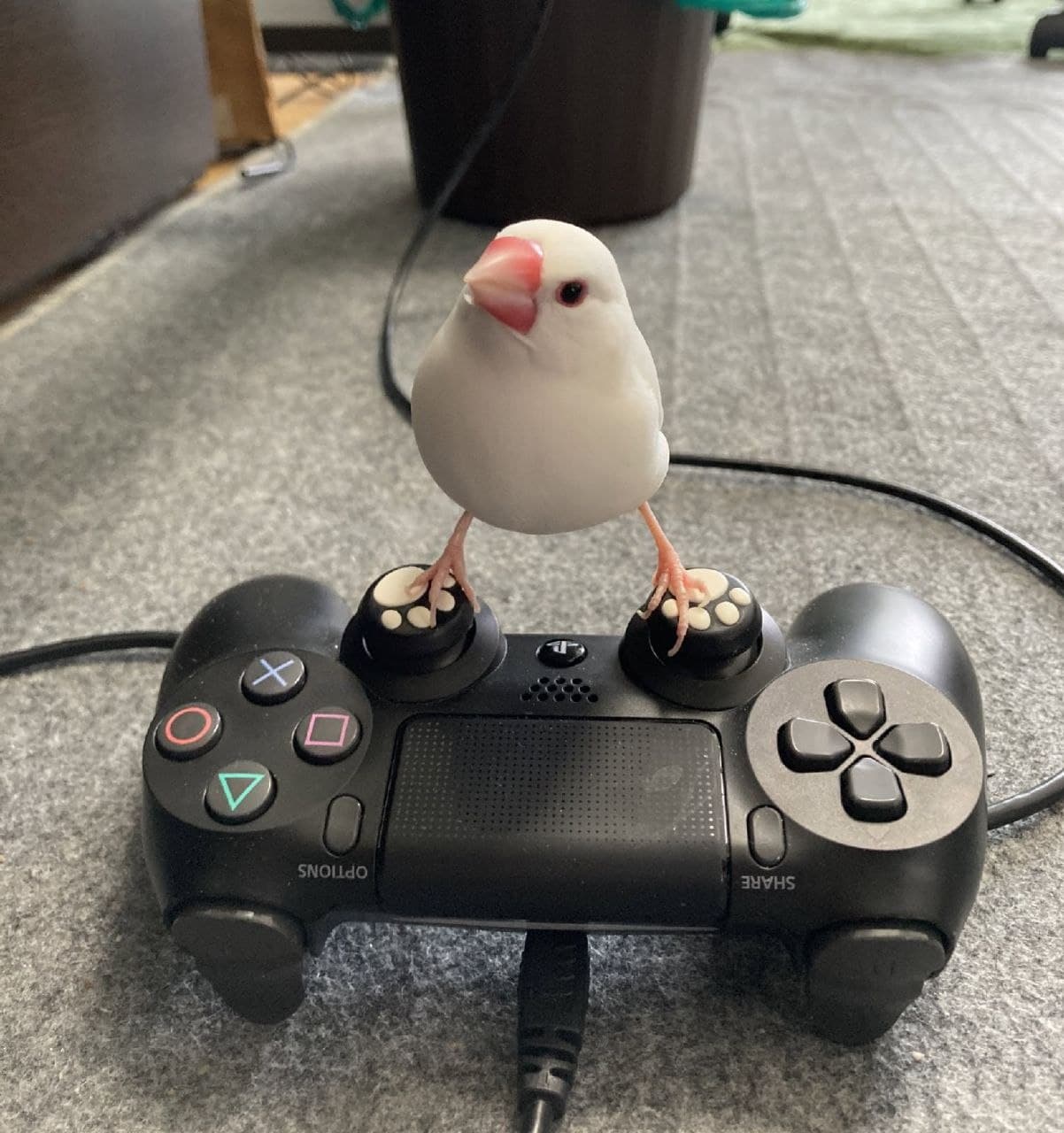 Птичка-геймер Птичка-амадина, стоящая на геймпаде PlayStation 4, забавно балансирует на аналоговых стиках, словно играя в видеоигры.