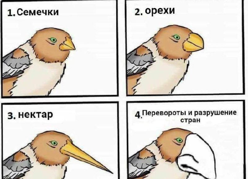 Птица с клювом для переворотов и разрушения стран Мем про птицу с клювом для семечек, орехов, нектара и переворотов стран