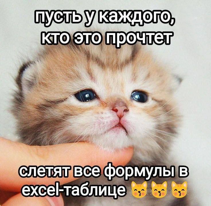 Пусть у каждого, кто это прочтет, слетят все формулы в excel-таблице Милый котенок с грустной мордочкой и надписью про Excel-таблицы.