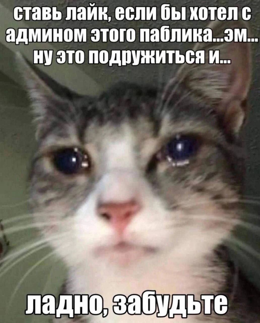 Ставь лайк, если бы хотел с админом этого паблика Мем с котом, который просит поставить лайк, чтобы подружиться с админом паблика, а потом смущается и говорит «Ладно, забудьте»