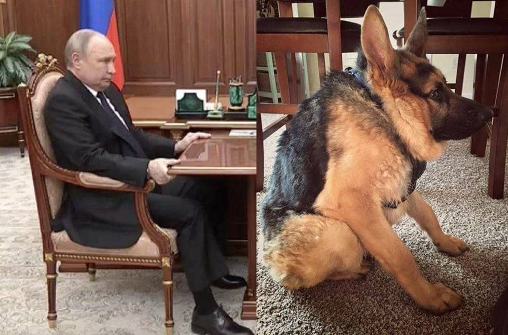 Путин сидит за столом как собака Фотография, разделённая на две части, на одной из которых Владимир Путин сидит за столом, а на другой - немецкая овчарка, сидящая на полу.