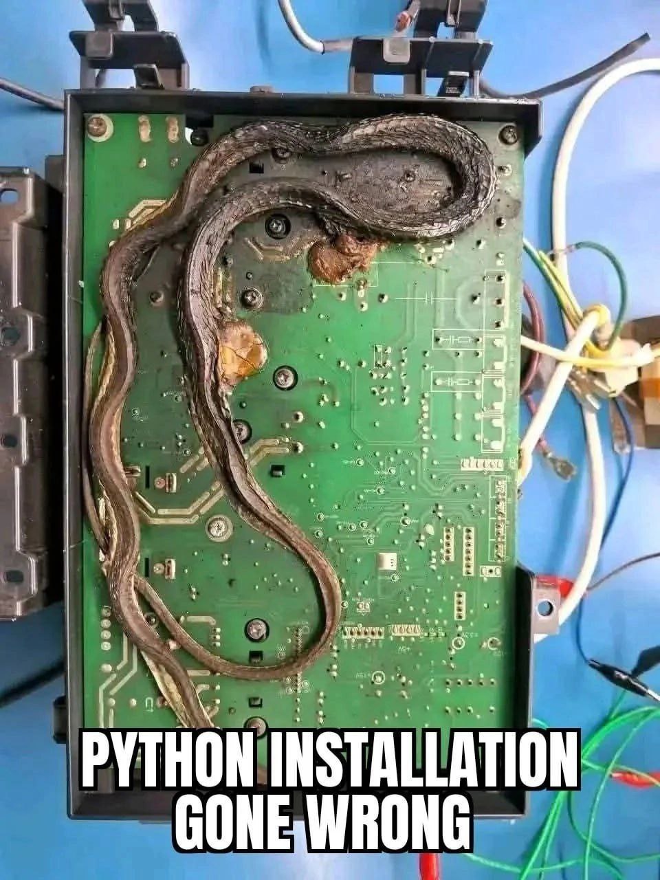 Установка Python пошла не так Мертвая змея на зеленой печатной плате с надписью «Установка Python пошла не так»