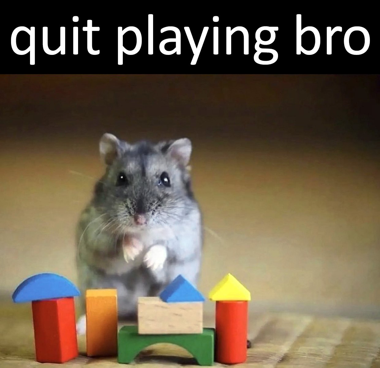 Хомяк с надписью quit playing bro Хомяк, который просит перестать играть, глядя на разноцветные деревянные блоки для строительства.