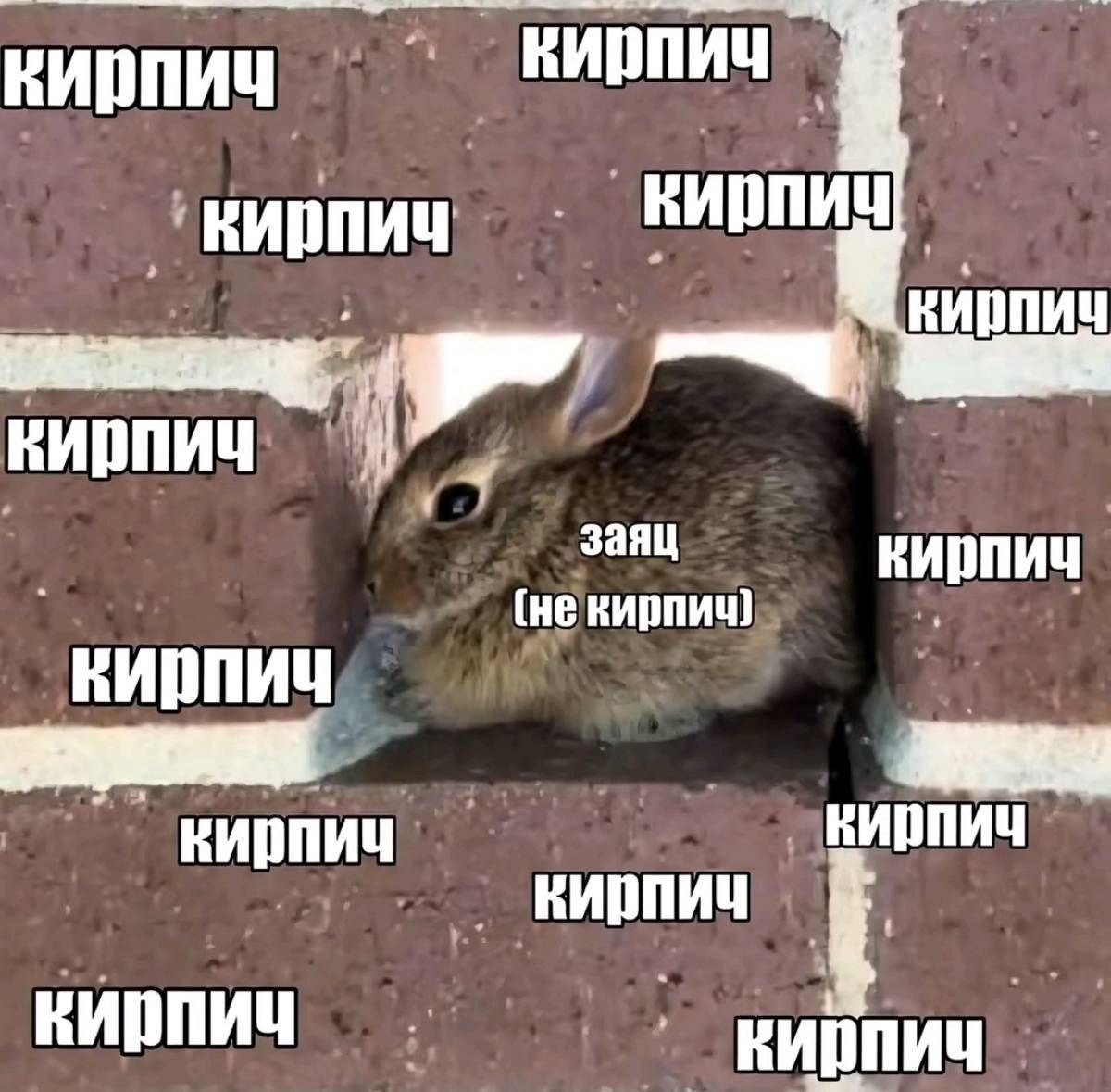 Заяц выглядывает из кирпичной стены, среди множества надписей «кирпич» — он явно не кирпич