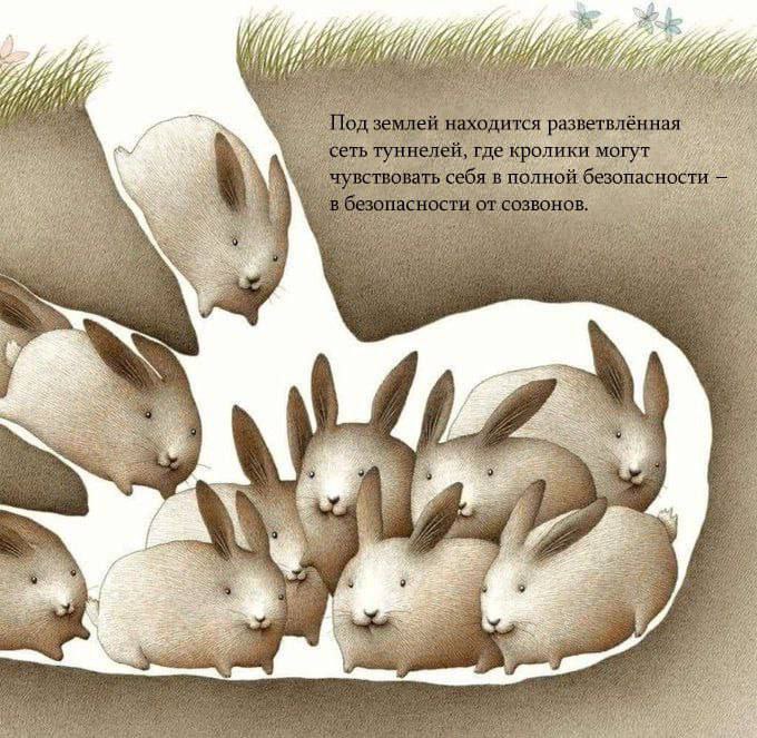 Кролики в безопасности от созвонов Много кроликов сидят в норе, которая находится под землей и прячутся от созвонов