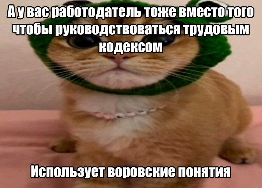Кот в шапке лягушки и вопрос про работодателя, который вместо трудового кодекса использует воровские понятия.