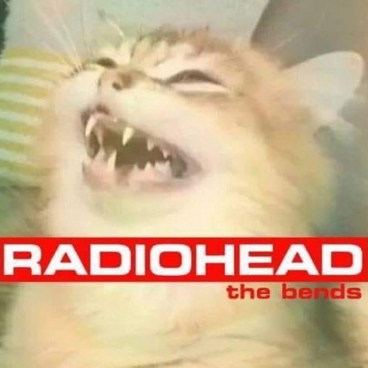 Кот Radiohead The Bends Кот, похожий на обложку альбома Radiohead The Bends