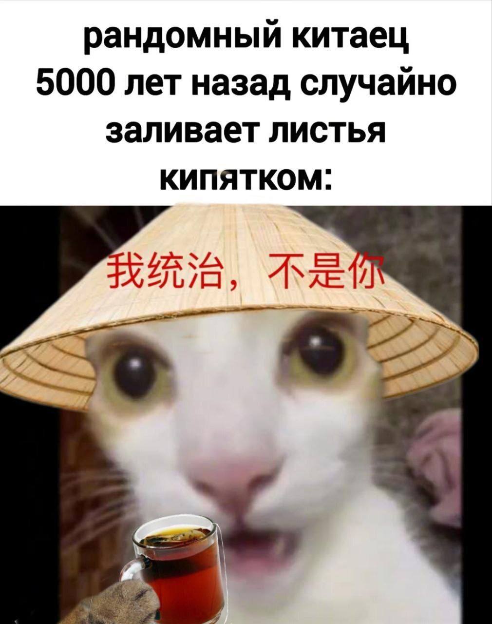 Рандомный китаец 5000 лет назад случайно заливает листья кипятком Мем с котом в азиатской шляпе, который держит кружку чая и говорит: "Я правлю, а не ты", про случайного китайца, который 5000 лет назад случайно залил листья кипятком.