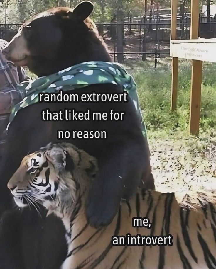 Random extrovert that liked me for no reason Медведь обнимает тигра, обозначая "случайного экстраверта" и "интроверта".