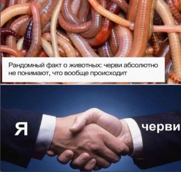 Рандомный факт: черви не понимают что происходит Рандомный факт о животных: черви абсолютно не понимают, что вообще происходит, рукопожатие с червями