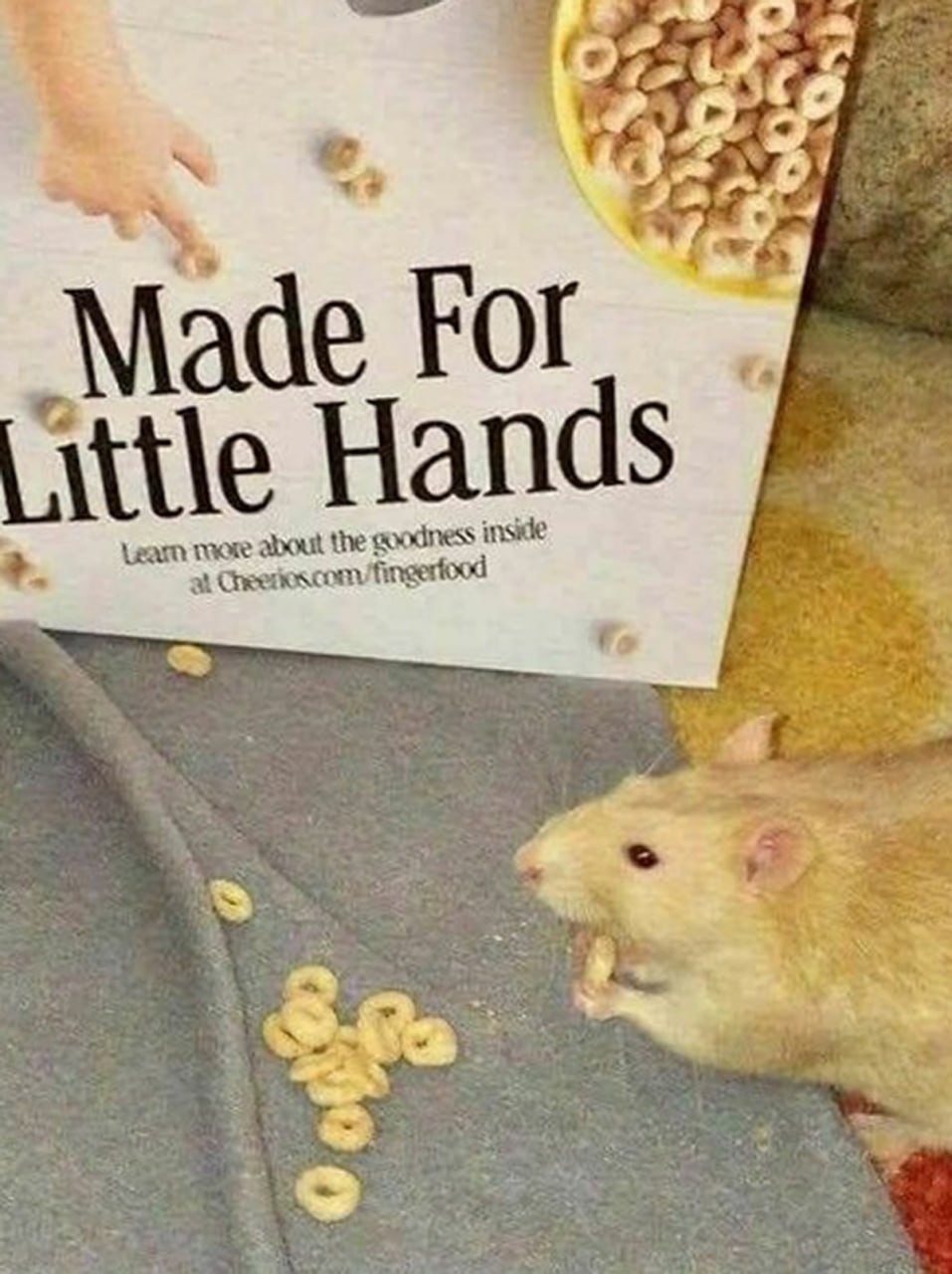 Крыса ест Cheerios Made For Little Hands Крыса ест хлопья Cheerios, предназначенные для маленьких ручек