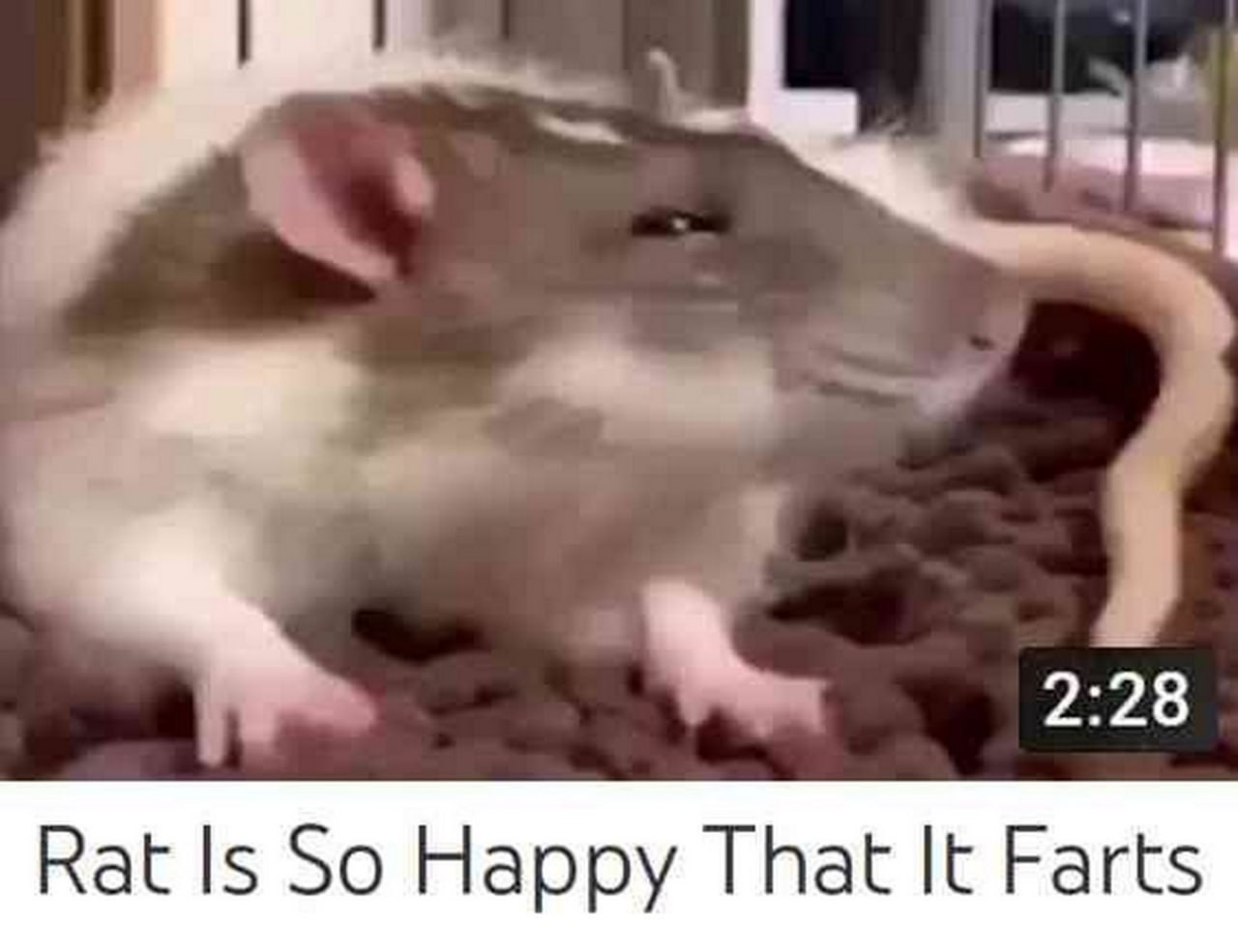 Rat Is So Happy That It Farts Мем с крысой, которая так счастлива, что пукает