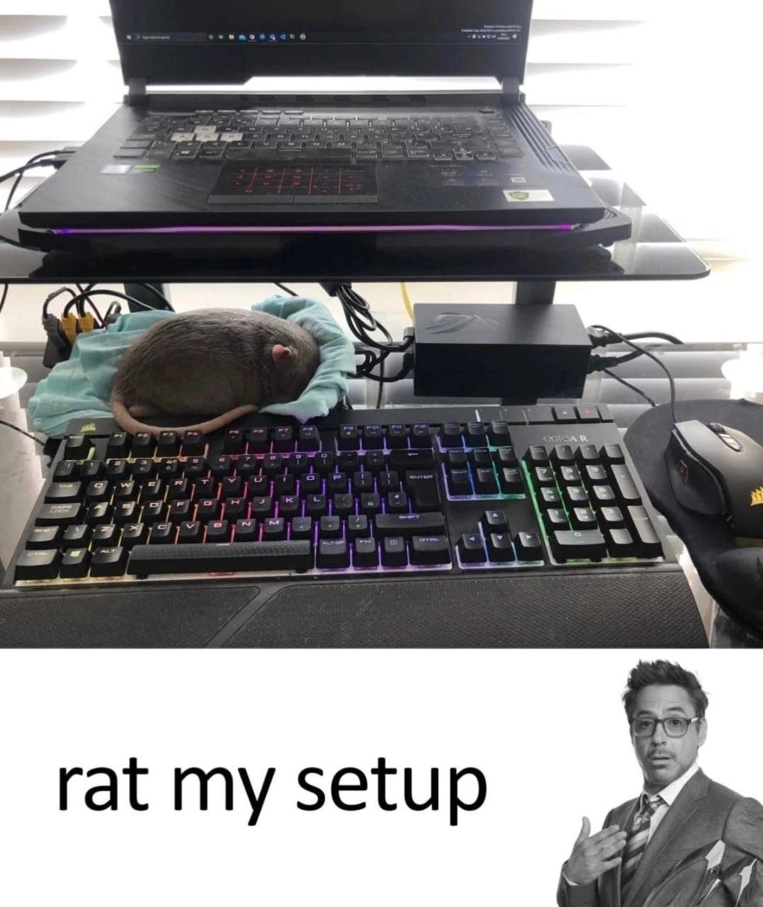 Крыса и игровой сетап Крыса спит на клавиатуре геймера, а под ней надпись: "rat my setup" и Роберт Дауни младший