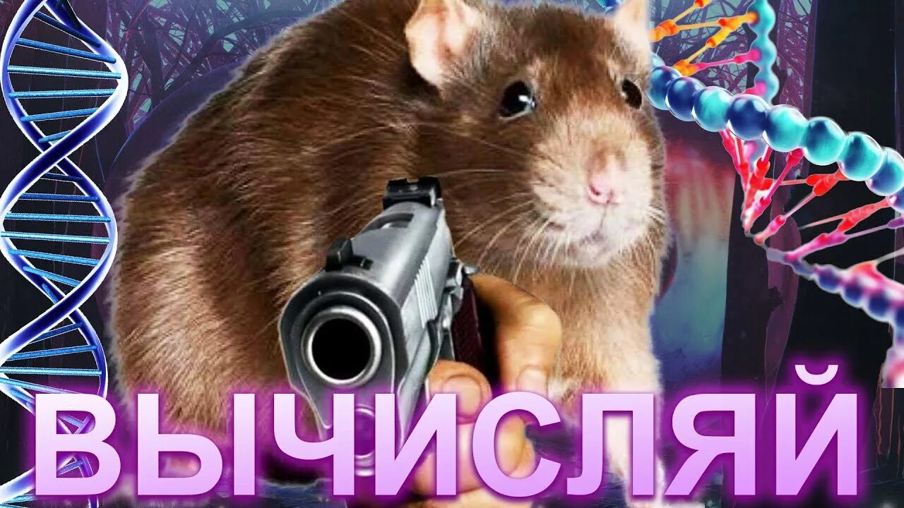 Крыса с пистолетом Вычисляй Мем с крысой, которая держит пистолет, на фоне спиралей ДНК и фиолетового леса
