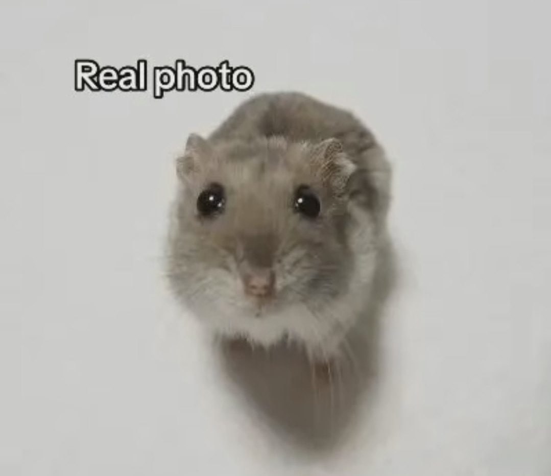 Real photo милый хомячок Милый хомячок с надписью Real photo