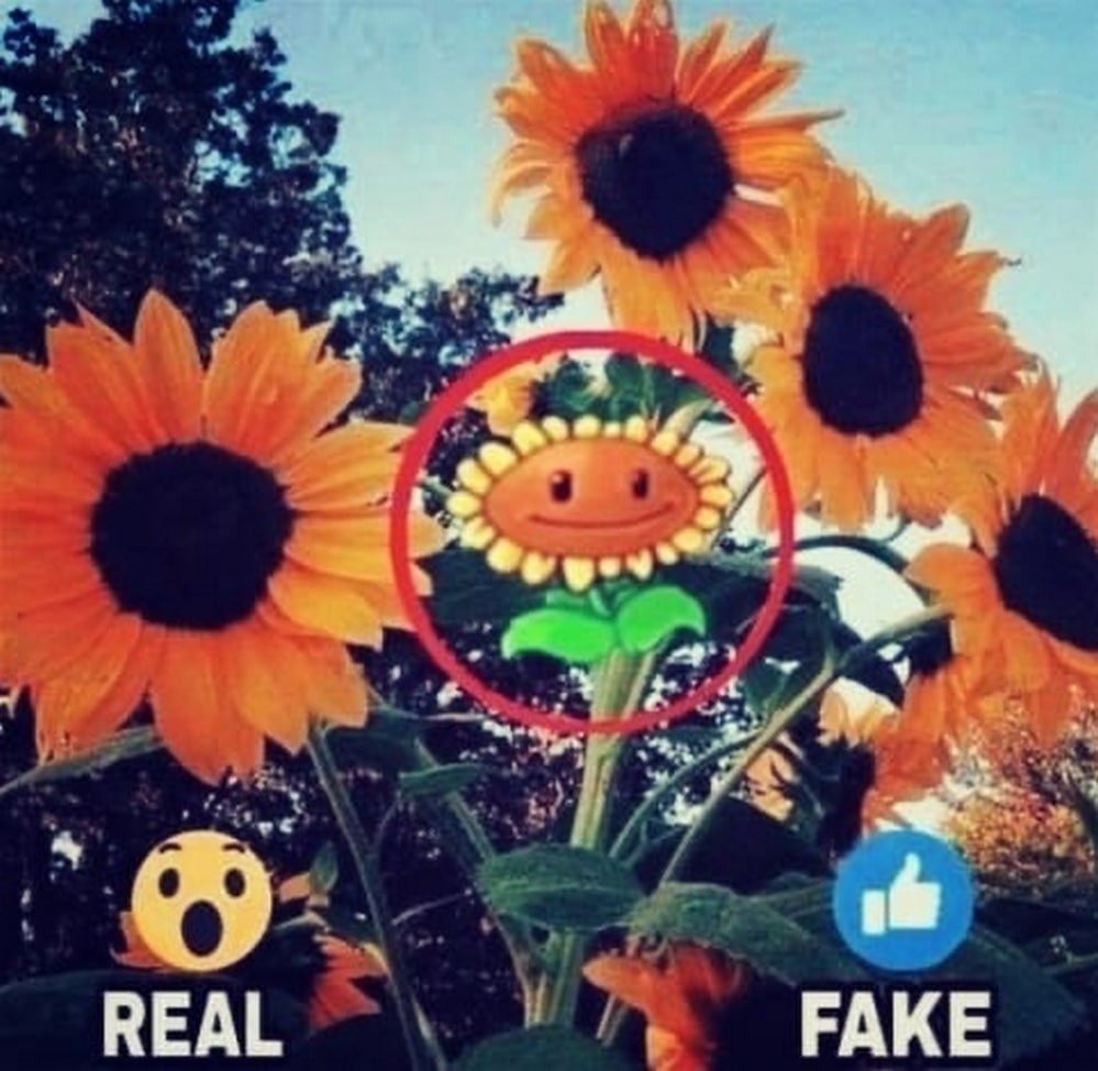 Настоящие подсолнухи и подсолнух из Plants vs Zombies Мем с настоящими подсолнухами и подсолнухом из игры Plants vs Zombies, на котором предлагают выбрать "настоящее" или "фейк", чтобы указать на какой из них нравится больше