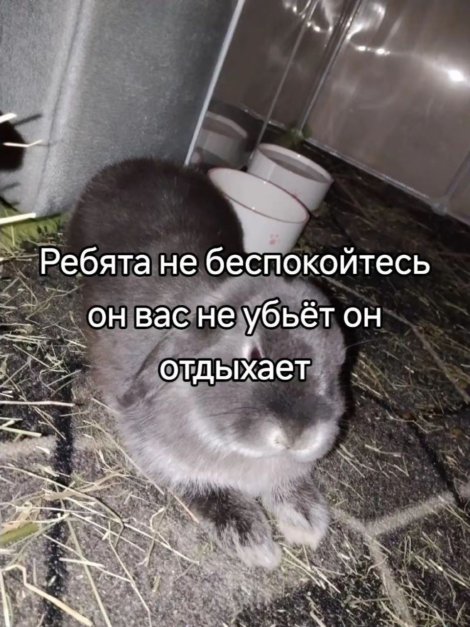 Серый кролик в клетке с надписью: «Ребята не беспокойтесь, он вас не убьёт, он отдыхает»