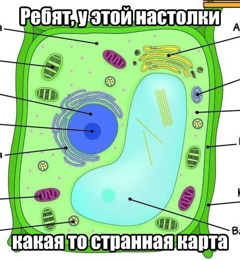 Ребят, у этой настолки какая-то странная карта Мем с изображением растительной клетки и надписью «Ребят, у этой настолки какая-то странная карта»
