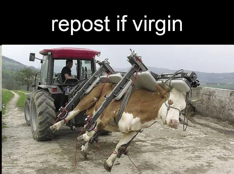 Repost if virgin Мем с коровой, подвешенной к трактору с надписью «repost if virgin».