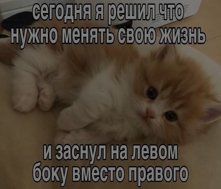 Решил менять свою жизнь Милый котик решил изменить свою жизнь, но уснул на другом боку