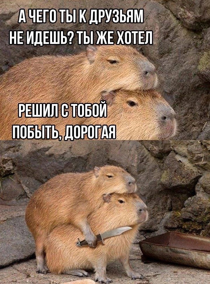 Решил с тобой побыть, дорогая Мем с двумя капибарами, одна из которых держит нож, и надписью: «А чего ты к друзьям не идешь? Ты же хотел. Решил с тобой побыть, дорогая».