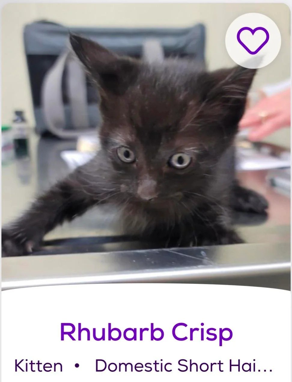 Котенок Rhubarb Crisp Котенок Rhubarb Crisp на ветеринарном столе