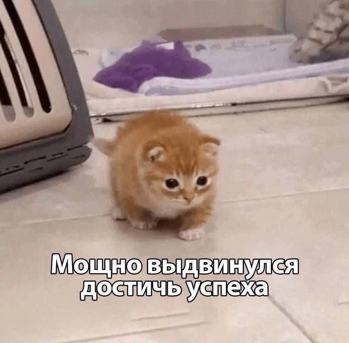 Рыжий котенок идет к успеху Рыжий котенок идет к успеху