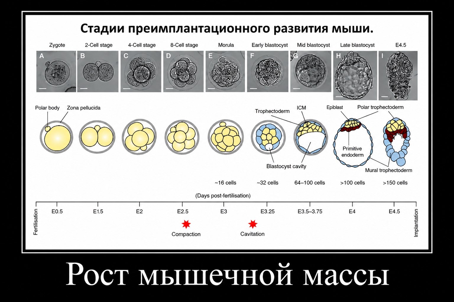 Схема стадий преимплантационного развития мыши с подписью «Рост мышечной массы»