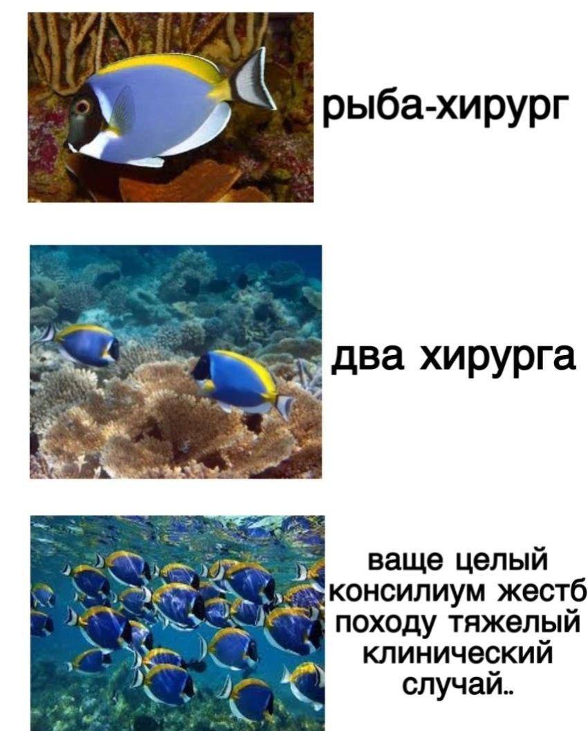 Рыба-хирург и ее коллеги Фотография с рыбами-хирургами в разных количествах, от одной до целого консилиума