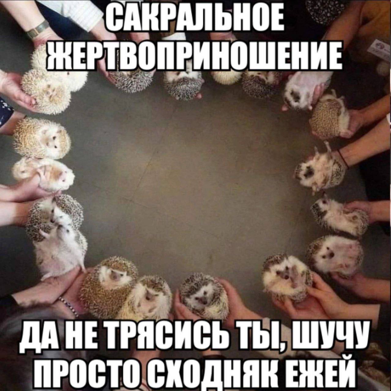 Сакральное жертвоприношение ежей Круг из рук с ежами и надписью «Сакральное жертвоприношение. Да не трясись ты, шучу, просто сходняк ежей»