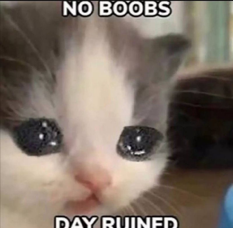 Грустный кот без сисек Грустный котенок с надписью «NO BOOBS, DAY RUINED» и блестящими глазами.