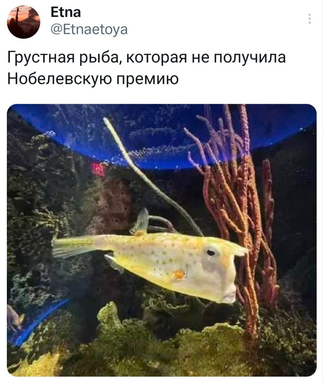 Грустная рыба, которая не получила Нобелевскую премию Грустная рыба-корова, которая не получила Нобелевскую премию, плавает в аквариуме