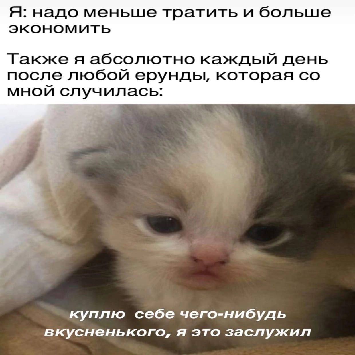 Грустный котенок: я это заслужил Мем с грустным котенком, который думает, что заслужил что-нибудь вкусненькое