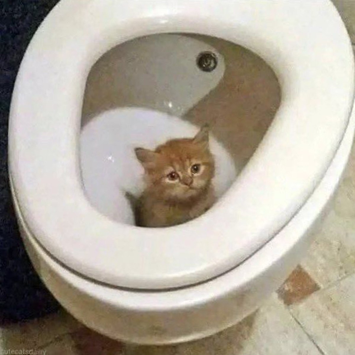 Грустный котёнок в унитазе Грустный рыжий котёнок сидит в унитазе, озадаченно глядя вверх