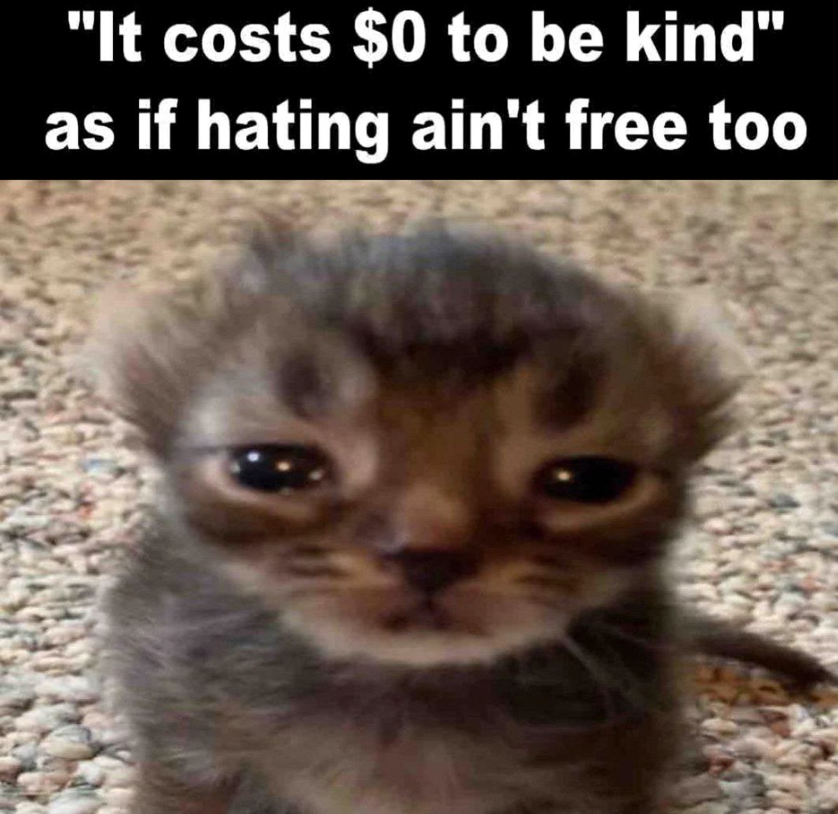 Грустный котенок It costs $0 to be kind Плачущий котенок смотрит в камеру на фоне коврового покрытия, а над ним надпись: «It costs $0 to be kind as if hating ain't free too»