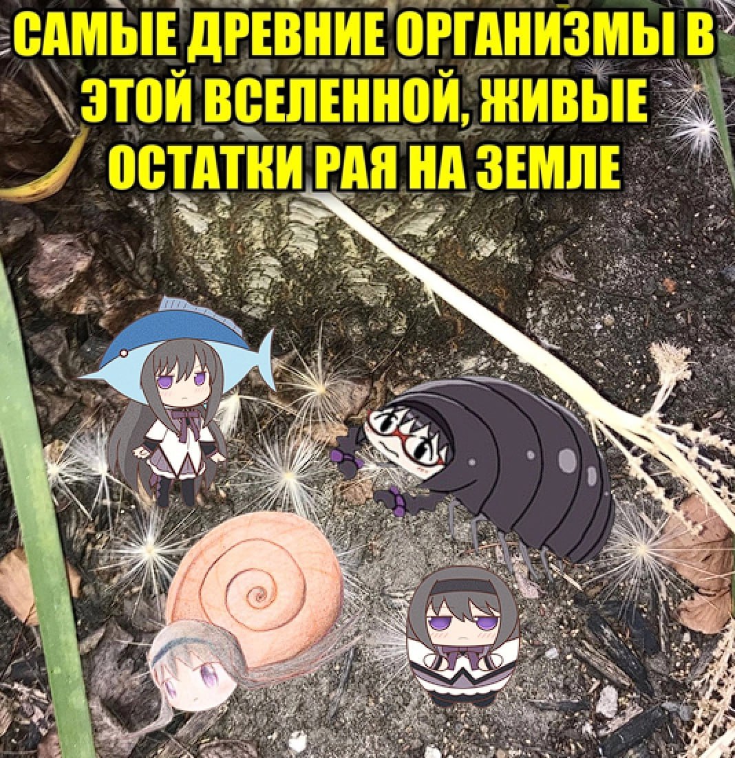 Аниме-персонажи, улитка и мокрица среди земли и сухих растений с пафосной подписью о древнейших организмах во Вселенной.